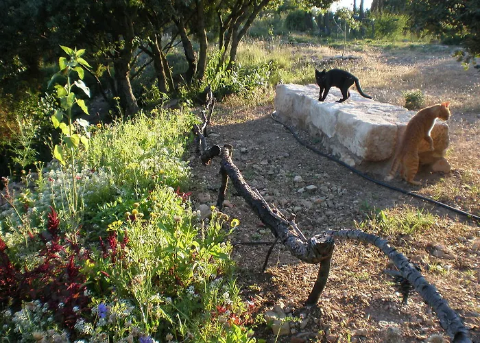 Mas Del Salin Agroturismo